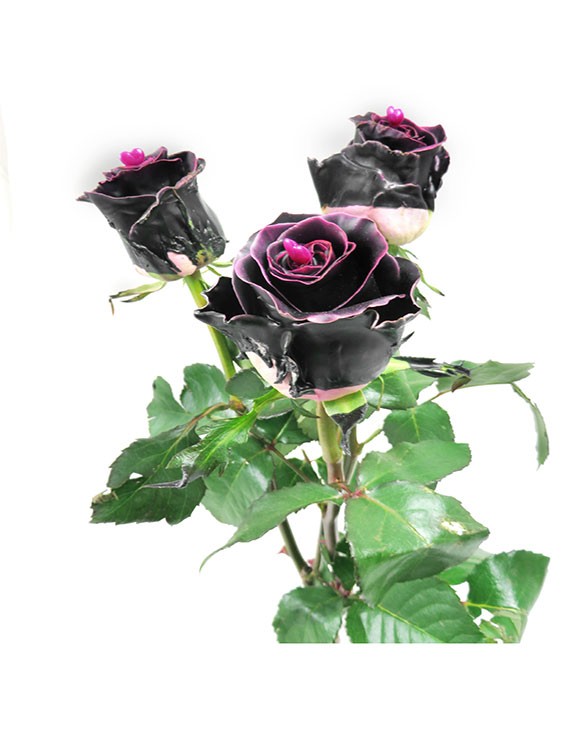 3 rose black beauty