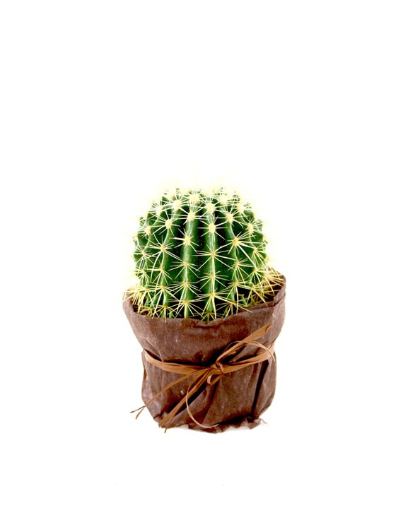 Cactus -Cuscino della suocera - TROPICAL FLOWERS