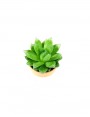 le mini succulente