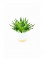 le mini succulente